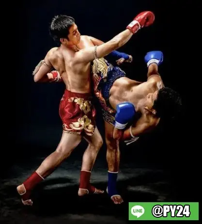 boxer